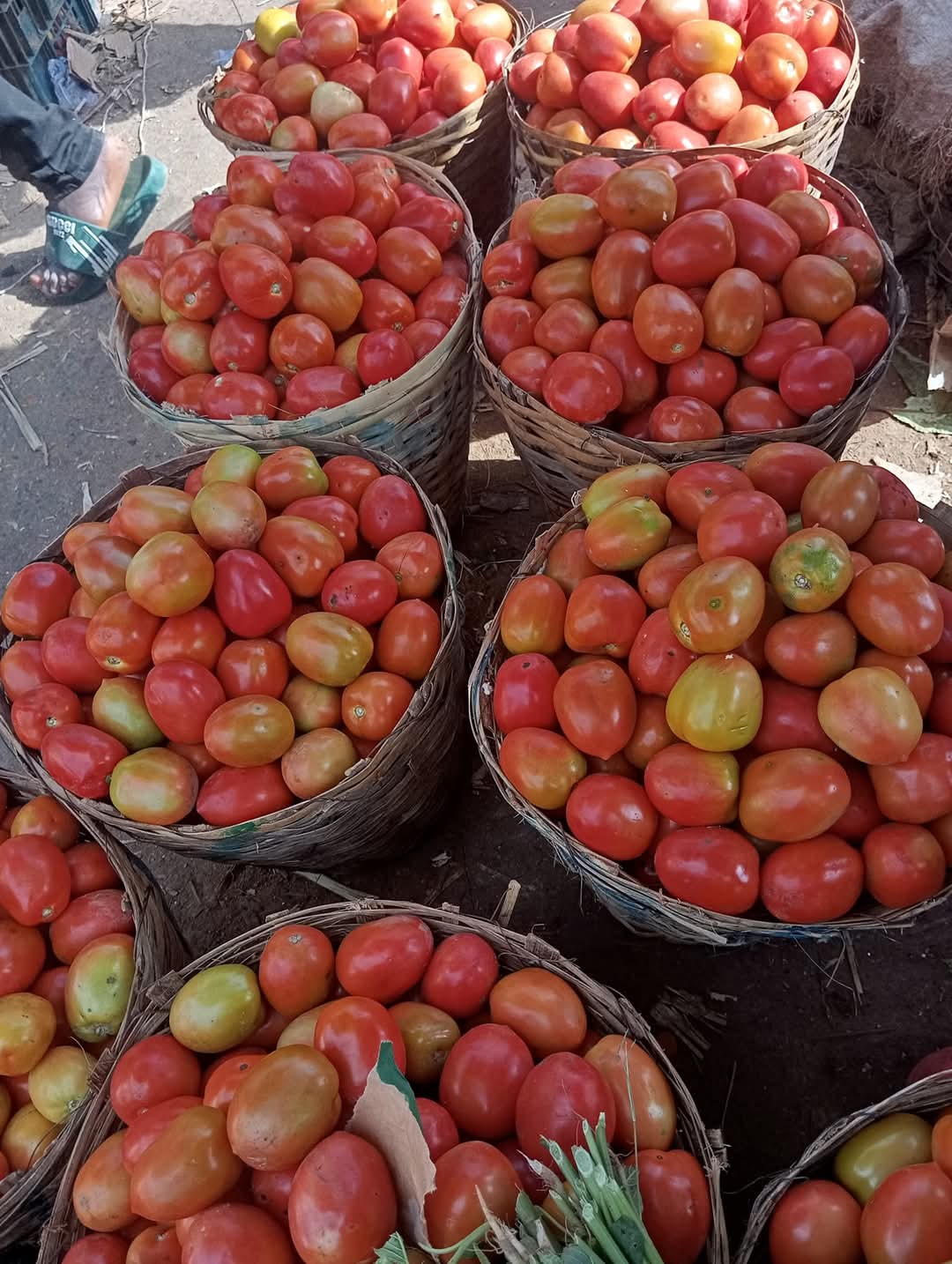Organic Tomato Paste